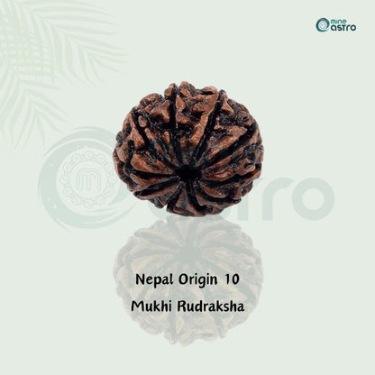 Nepal Origin 10 Mukhi Rudraksha