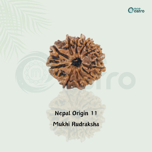 Nepal Origin 11 Mukhi Rudraksha