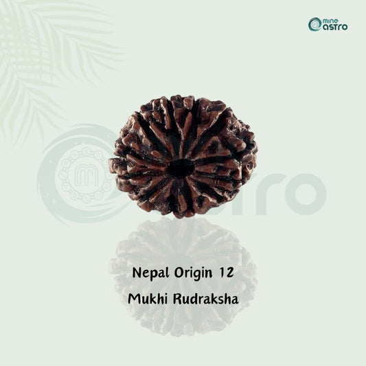 Nepal Origin 12 Mukhi Rudraksha