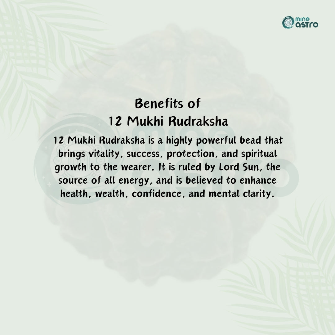 Nepal Origin 12 Mukhi Rudraksha