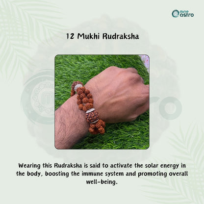 Nepal Origin 12 Mukhi Rudraksha