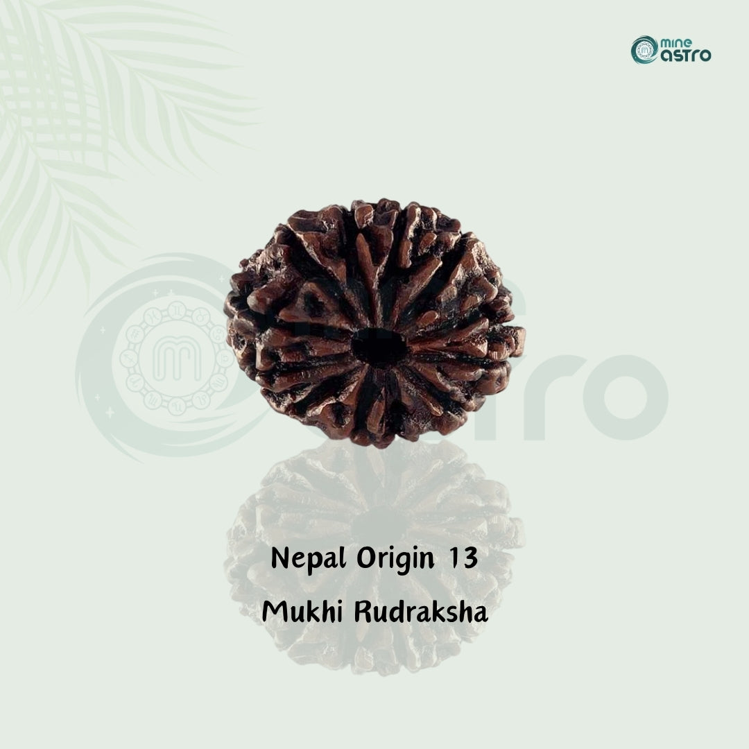 Nepal Origin 13 Mukhi Rudraksha