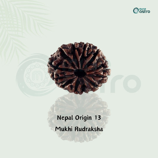 Nepal Origin 13 Mukhi Rudraksha