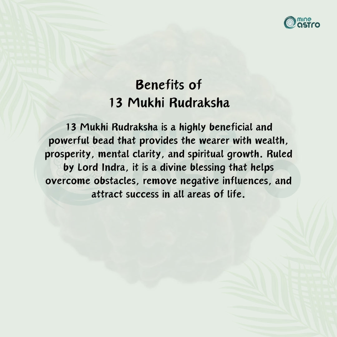 Nepal Origin 13 Mukhi Rudraksha