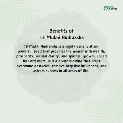 Nepal Origin 13 Mukhi Rudraksha