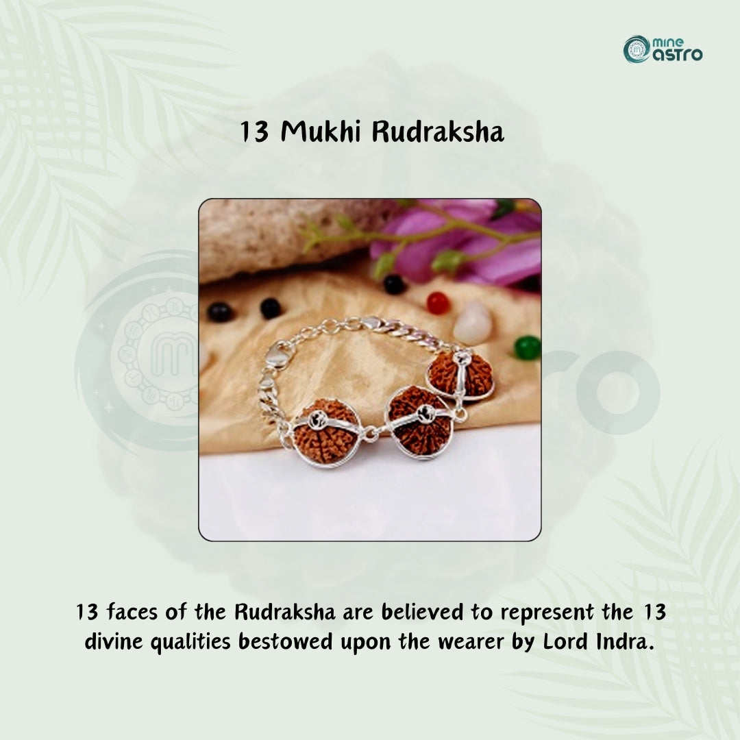 Nepal Origin 13 Mukhi Rudraksha