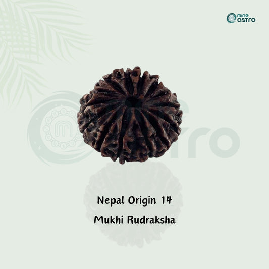 Nepal Origin 14 Mukhi Rudraksha