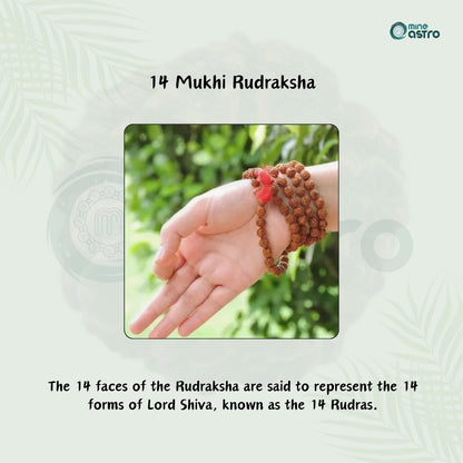 Nepal Origin 14 Mukhi Rudraksha