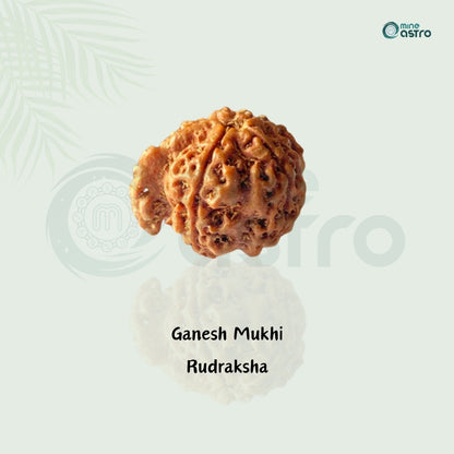 Ganesh Mukhi Rudraksha