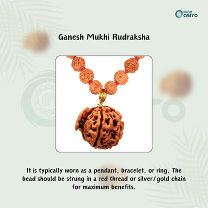 Ganesh Mukhi Rudraksha