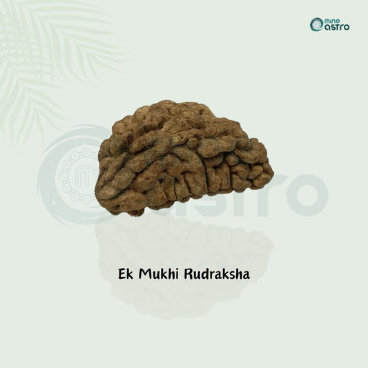 Ek Mukhi Rudraksha