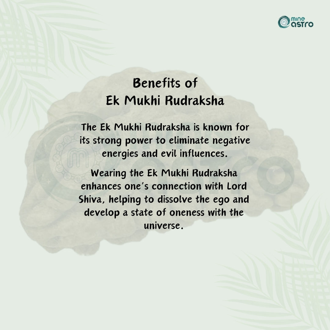 Ek Mukhi Rudraksha