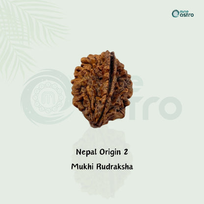 Nepal Origin 2 Mukhi Rudraksha