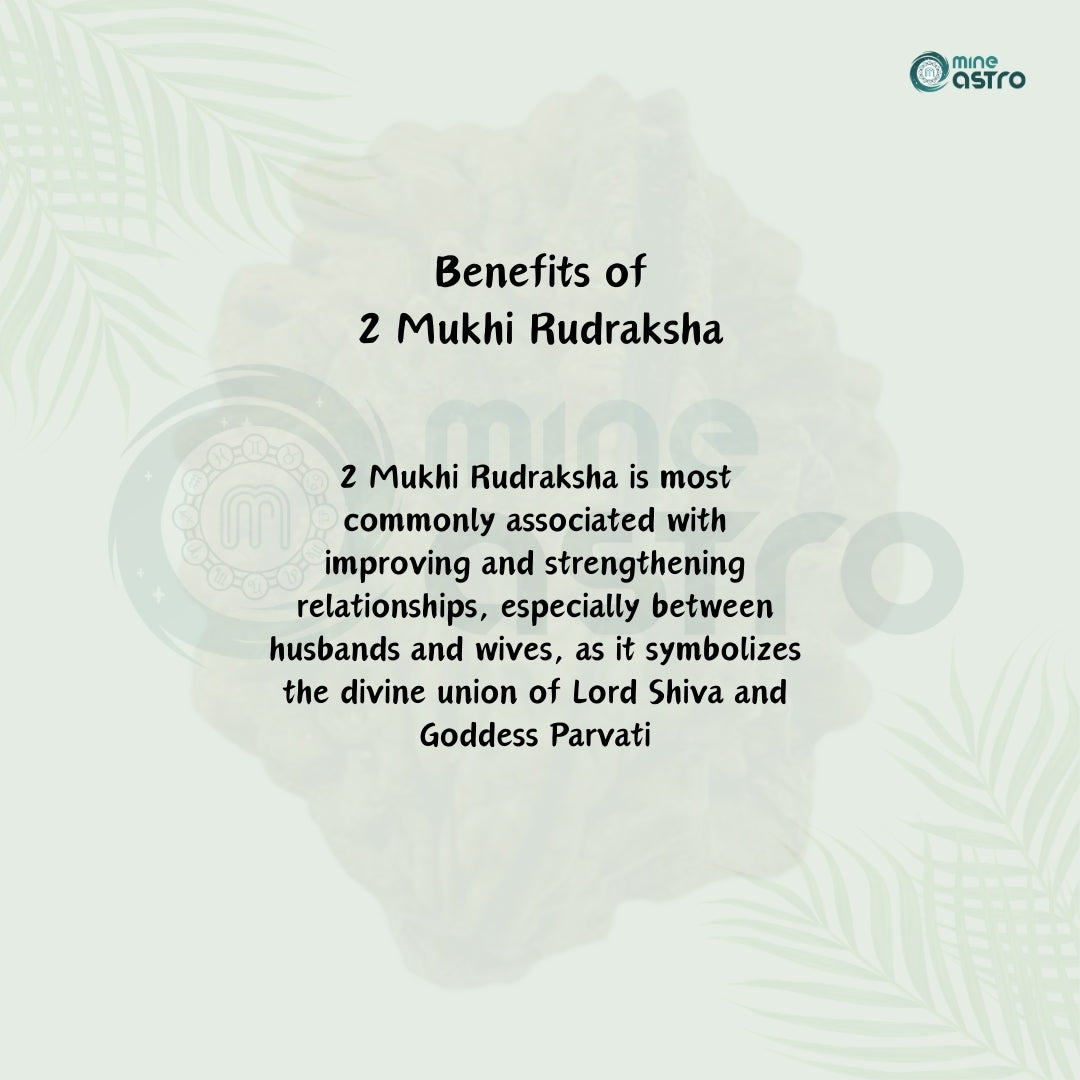 Nepal Origin 2 Mukhi Rudraksha