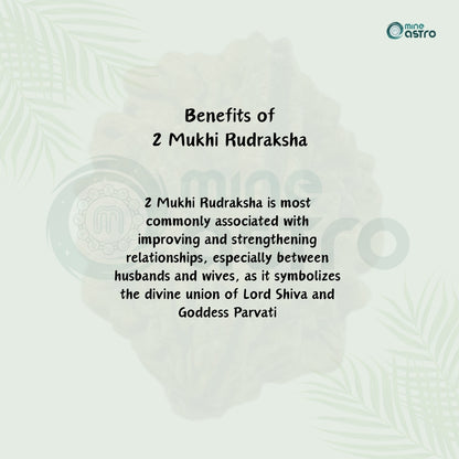 Nepal Origin 2 Mukhi Rudraksha