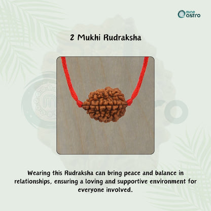 Nepal Origin 2 Mukhi Rudraksha