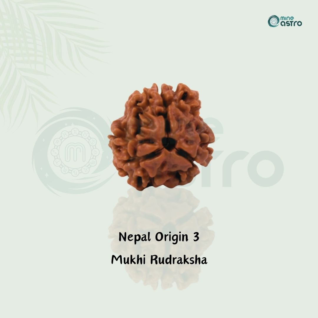 Nepal Origin 3 Mukhi Rudraksha