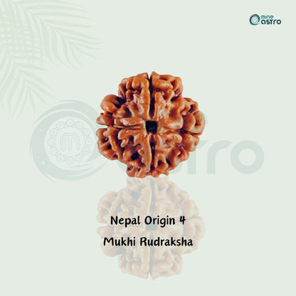 Nepal Origin 4 Mukhi Rudraksha