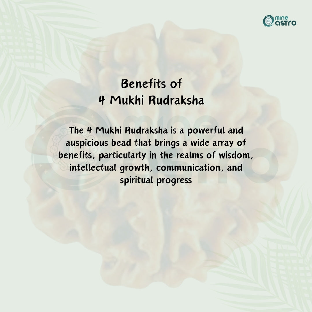 Nepal Origin 4 Mukhi Rudraksha