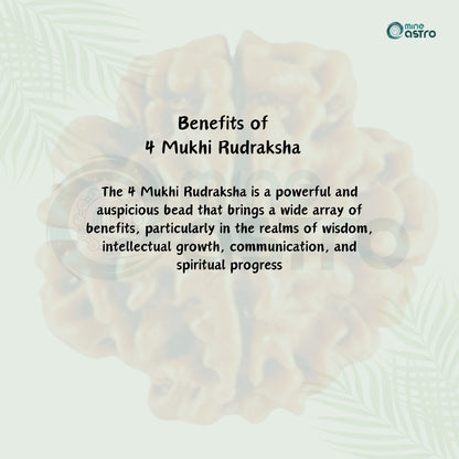 Nepal Origin 4 Mukhi Rudraksha