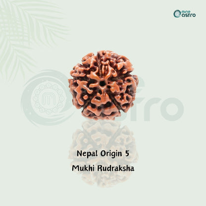 Nepal Origin 5 Mukhi Rudraksh