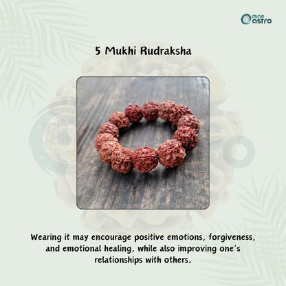 Nepal Origin 5 Mukhi Rudraksh