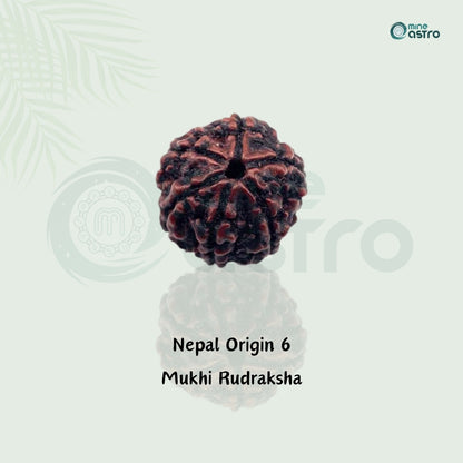 Nepal Origin 6 Mukhi Rudraksha