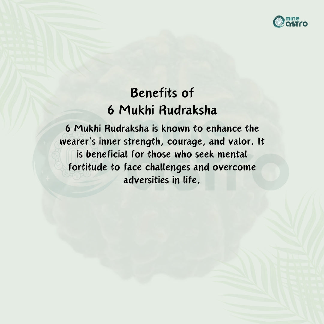 Nepal Origin 6 Mukhi Rudraksha