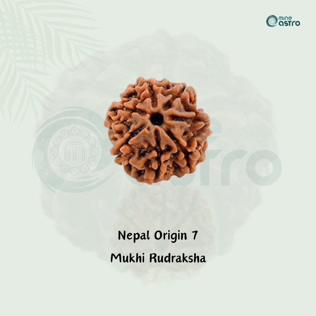 Nepal Origin 7 Mukhi Rudraksha