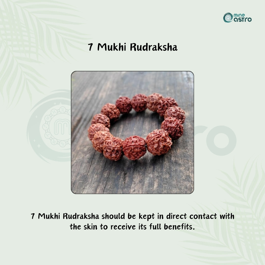 Nepal Origin 7 Mukhi Rudraksha