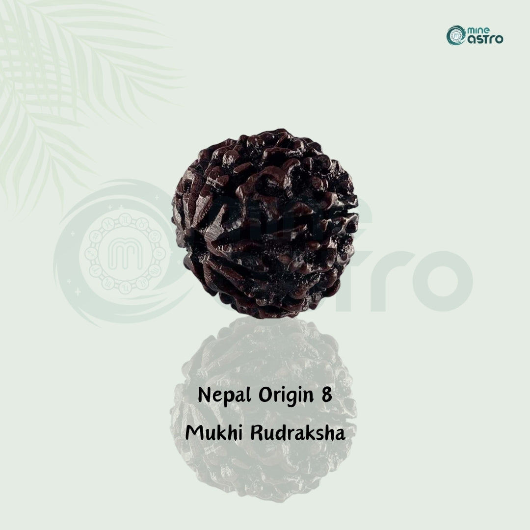 Nepal Origin 8 Mukhi Ruduraksha