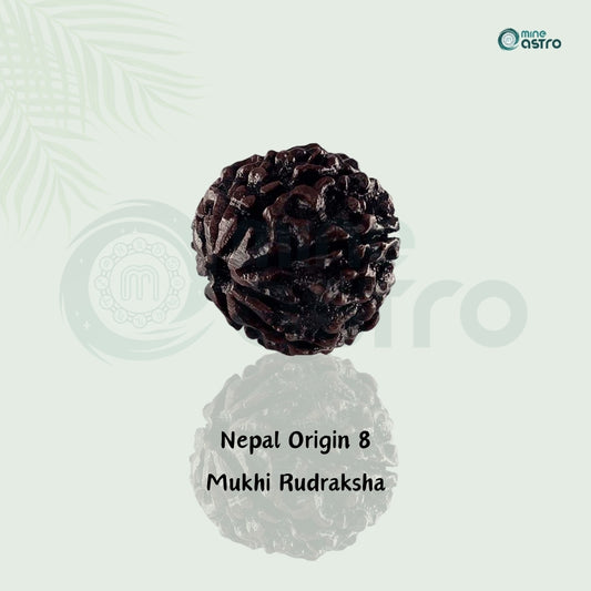 Nepal Origin 8 Mukhi Ruduraksha