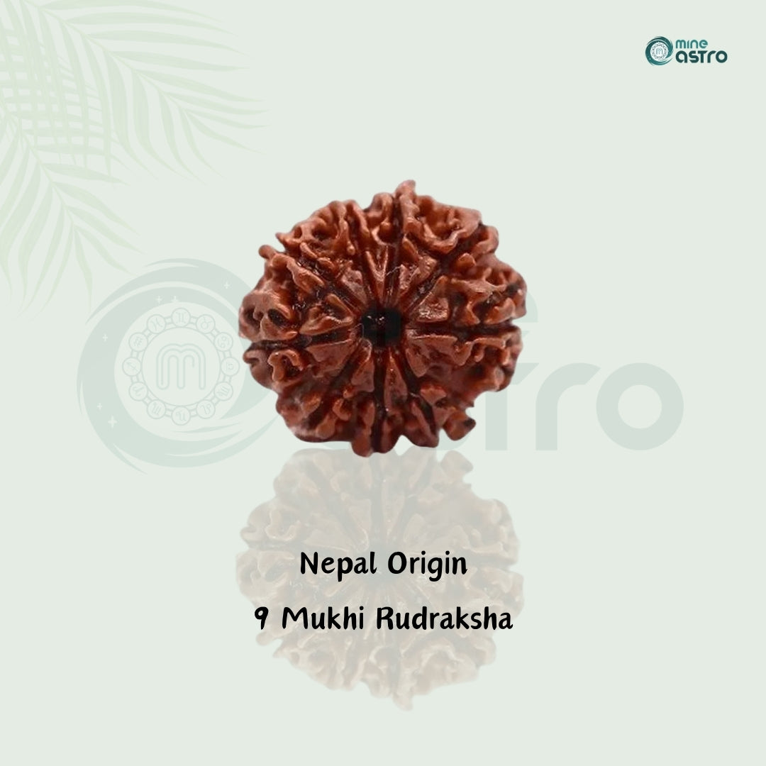 Nepal Origin 9 Mukhi Rudraksha