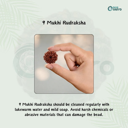 Nepal Origin 9 Mukhi Rudraksha